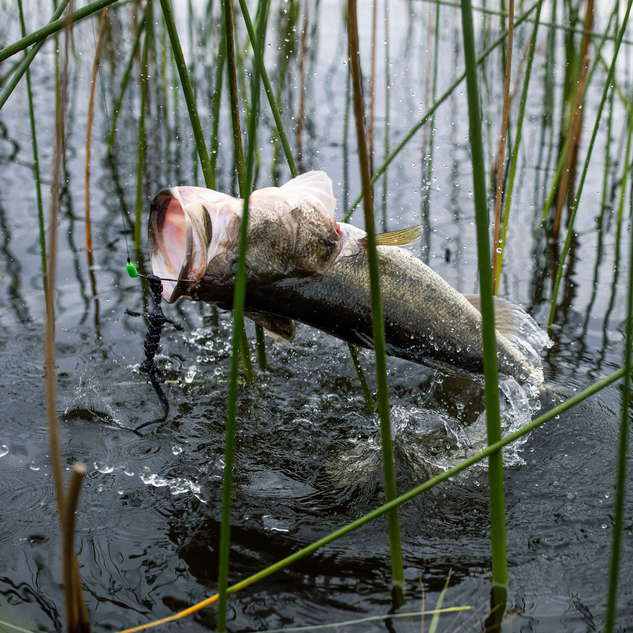 Slizzard Lizard - Image 11