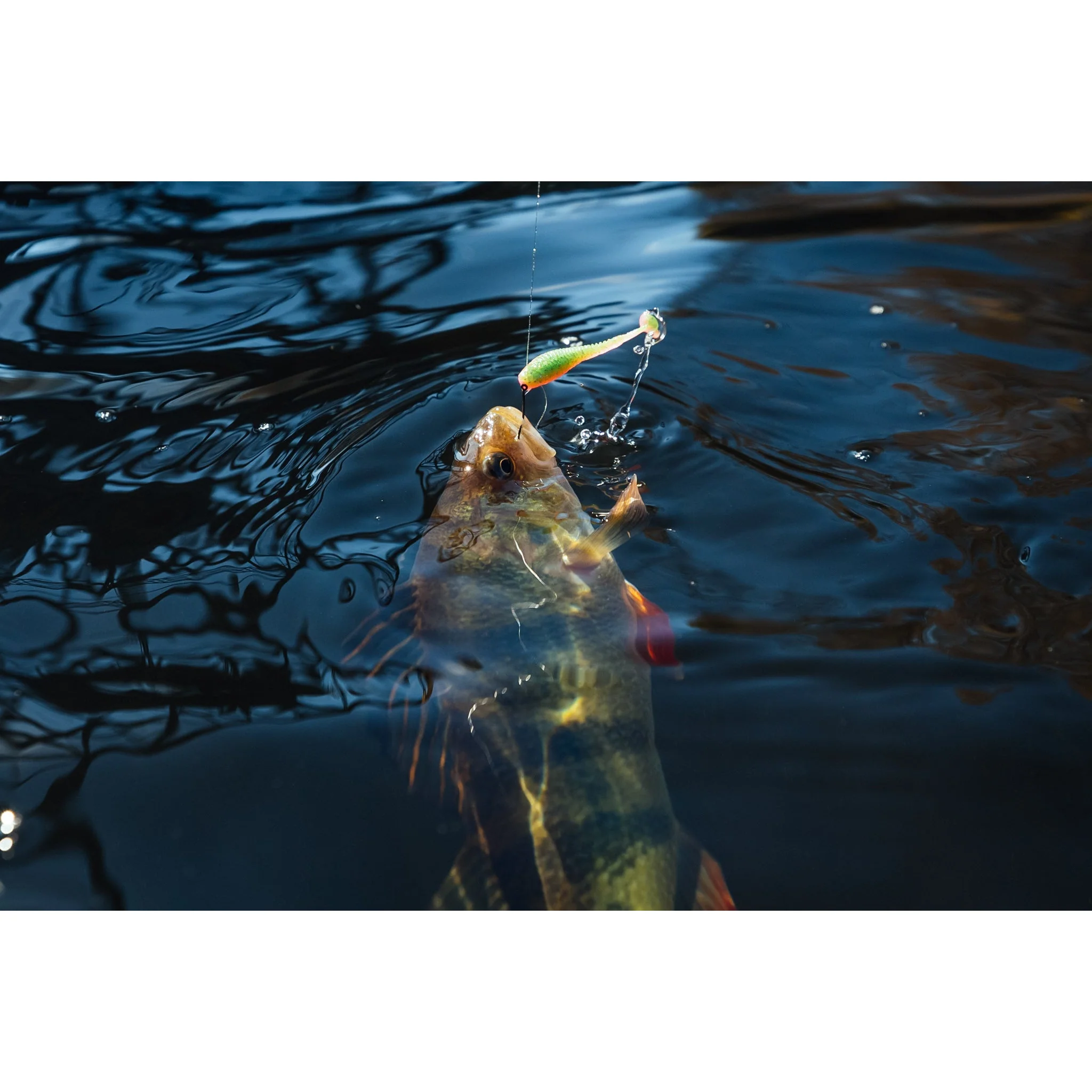 Snacky Swimmer - Image 11
